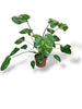 Homalomena Stardust Variegata
