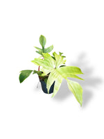 Philodendron Florida Ghost rare plants collection marcelarium