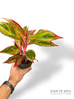 Aglaonema Jungle Lava