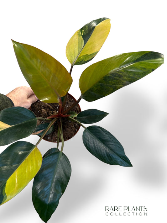 Philodendron Red Congo Variegata (N.3)