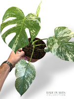 Monstera White Monster