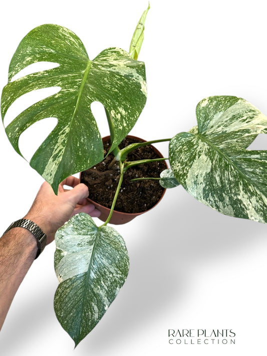 Monstera White Monster