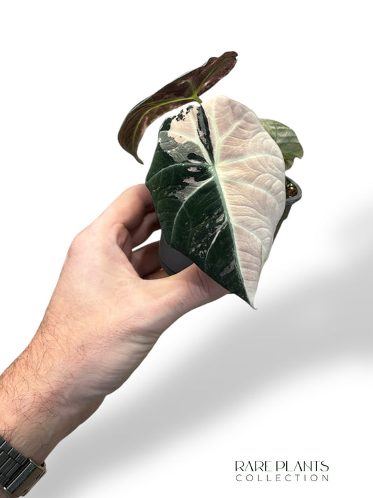 Alocasia Black Velvet Pink Variegata rpc rare plants collection marcelarium jungle