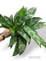 Aglaonema