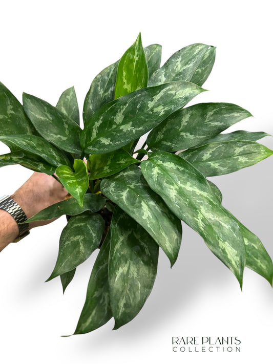 Aglaonema