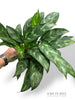 Aglaonema