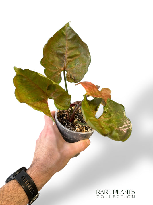 Syngonium Strawberry Ice Galaxy