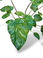 Homalomena Stardust Variegata