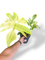 Philodendron Florida Ghost rare plants collection marcelarium