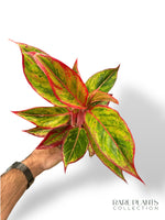 Aglaonema Jungle Lava