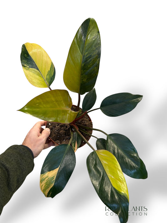 Philodendron Red Congo Variegata (N.3)