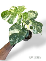 Monstera Creme Brulee