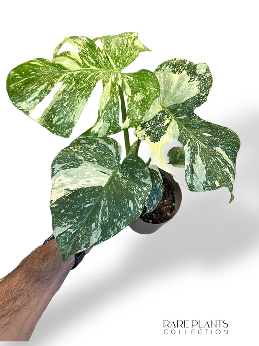 Monstera Creme Brulee