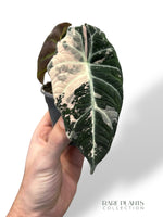 Alocasia Black Velvet Pink Variegata rpc rare plants collection marcelarium jungle