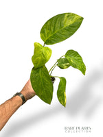 Monstera Mayuna Aurea Variegata