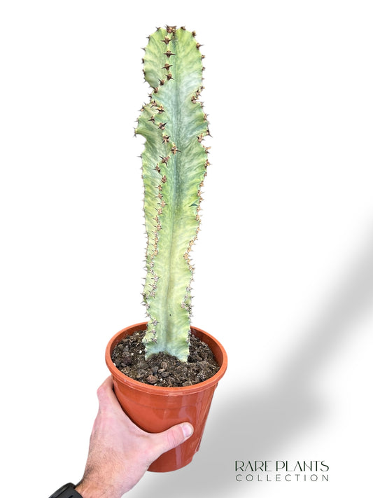 Euphorbe Ingens Variegata