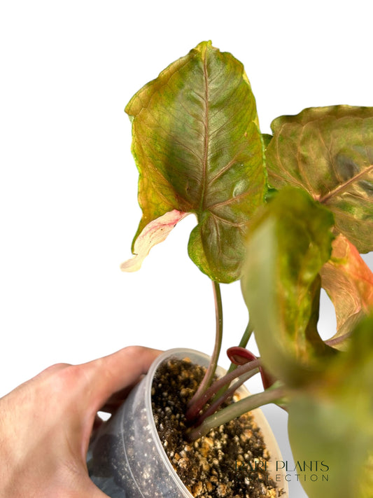 Syngonium Strawberry Ice Galaxy