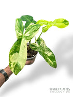 Philodendron Florida Beauty x Paraiso Verde