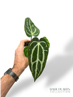 Anthurium Carlablackiae