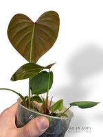 Philodendron Lynamii