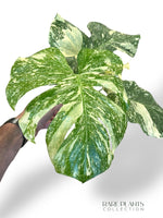 Monstera Creme Brulee