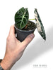 Alocasia Black Velvet Pink Variegata rpc rare plants collection marcelarium jungle