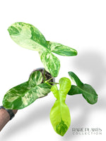 Philodendron Florida Beauty x Paraiso Verde