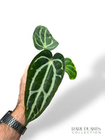 Anthurium Carlablackiae