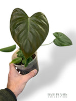 Philodendron Lynamii
