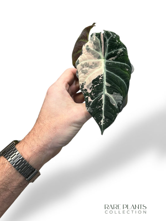 Alocasia Black Velvet Pink Variegata rpc rare plants collection marcelarium