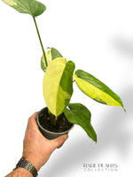 Syngonium Chiapense Variegata