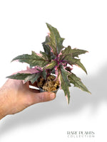 Gynura Aurantiaca Variegata