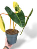 Philodendron Billietiae Variegata rare plants collection marcelarium