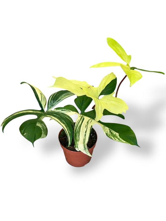 Philodendron Florida Beauty rare plants collection marcelarium