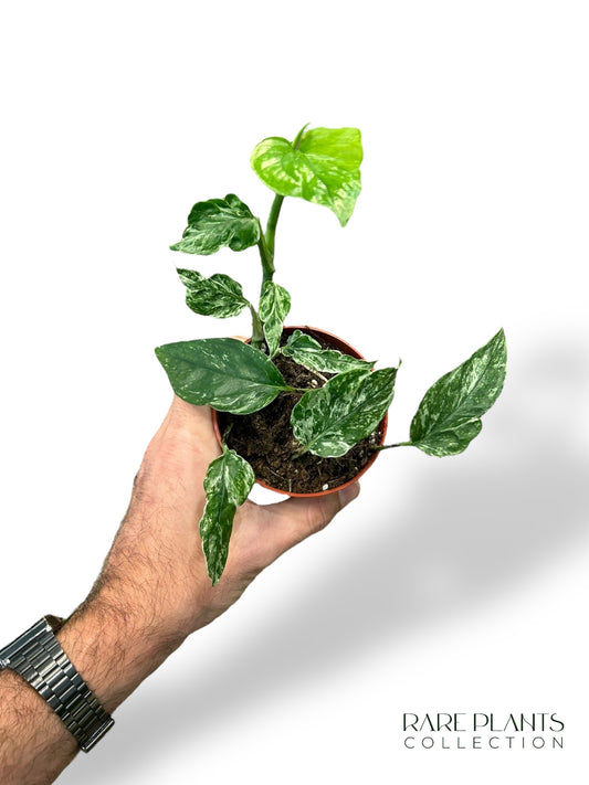Aglaonema Dunkelrosa Stern
