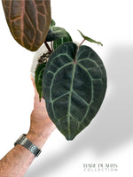 Anthurium Michelle Hot Pink x Red Velvet Cake xxl rare plants collection hybrid doc block