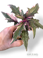 Gynura Aurantiaca Variegata