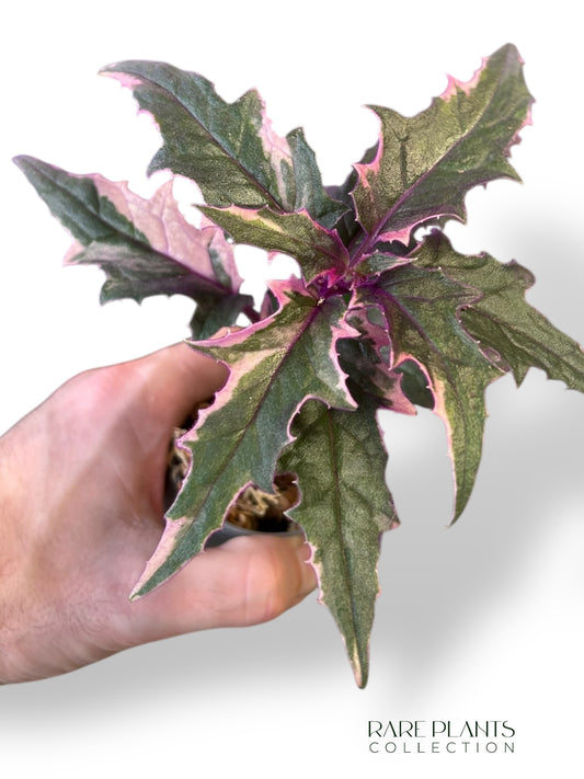 Gynura Aurantiaca Variegata