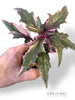 Gynura Aurantiaca Variegata