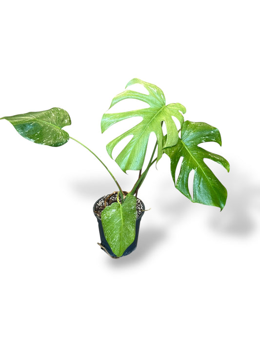 Monstera White Monster (XL)