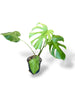 Monstera White Monster (XL)