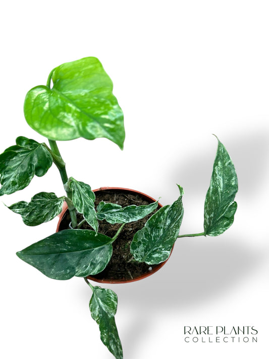 Aglaonema Dunkelrosa Stern