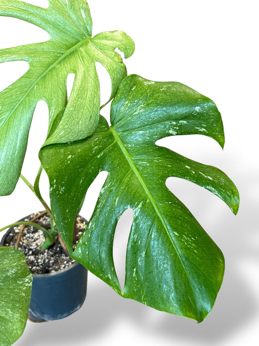 Monstera White Monster (XL)