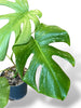 Monstera White Monster (XL)