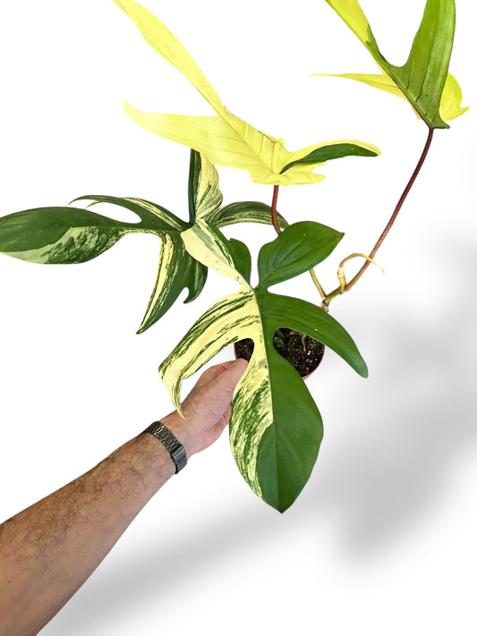 Philodendron Florida Beauty rare plants collection marcelarium