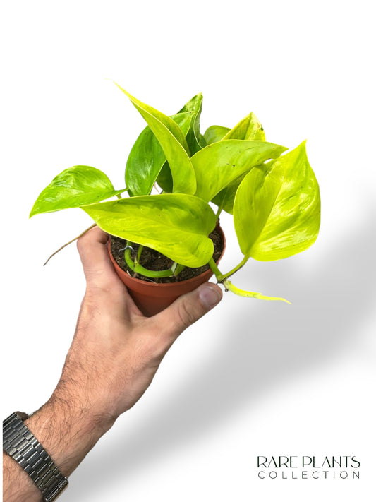 Aglaonema Dunkelrosa Stern