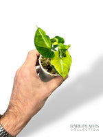 Syngonium Scrambled Eggs