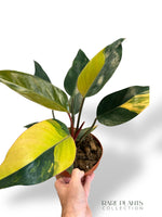 Philodendron Red Congo Variegata rpc rare plants collection marcelarium