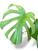 Monstera White Monster (XL)