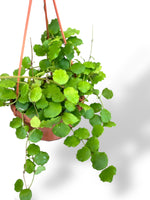 Hoya Endauensis rare plants collection rpc marcelarium